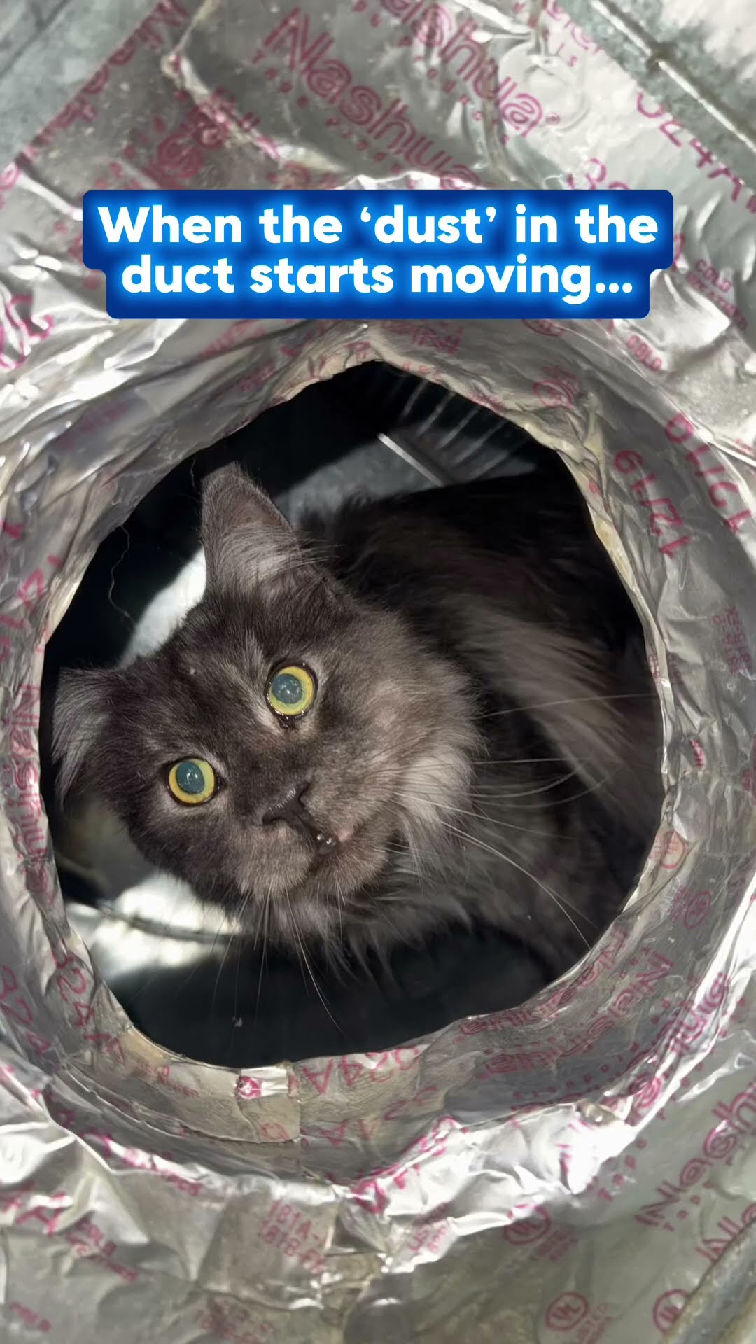 A grey long-haired cat peers out of a round duct opening wrapped in Nashua foil tape in a ceiling.